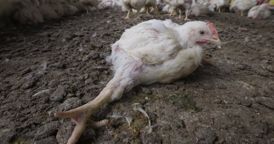 what to do with dead chicken