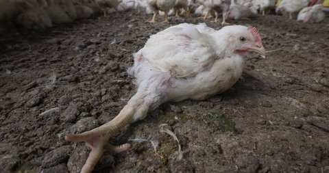 Cruelty to animals.Poultry farm. Intensive large factory farming of chickens often leads to deformities and illness. 30 000 chickens in broiler house for one month then off to slaughter house 