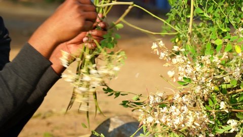 Indian worker picking off Medicinal plant of Moringa or Drumstick natal. Pods fiber in moringa helps relieve constipation. Healthcare concept.