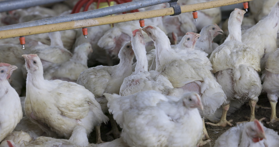 Dead Chicken Stock Video Footage - 4K and HD Video Clips 