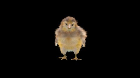 Baby Chickens Dance CG fur 3d rendering animal realistic composition 3d mapping cartoon, Animation Loop, Included in the end of the clip with Alpha matte.