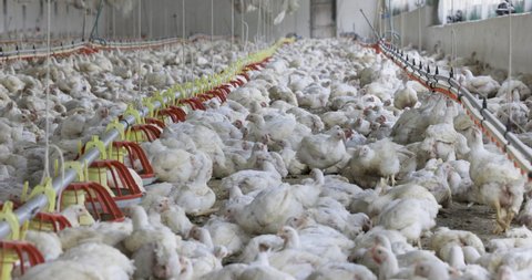 Cruelty to animals.Poultry farm. Intensive large factory farming of chickens. 30 000 chickens in broiler house for one month then off to slaughter house 