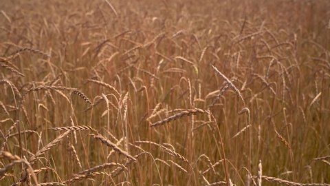 Panning shot of ears of spelt in a field in close-up just before harvest