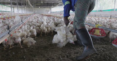 Black african farm worker catches chickens by their legs in a broiler house to be sent off to be slaughtered