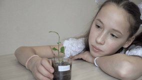 A cute little girl with white bows admires a small green sprout that grows in a transparent plastic pot on the table at her home. Close-up. Portrait. 4K