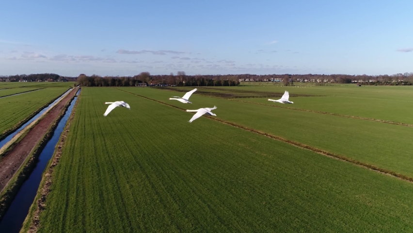 Close up slow motion view of four mute swans migrating these birds are partial migrant being resident over areas of Western and Eastern Europe but wholly migratory in Asia 4k high resolution footage