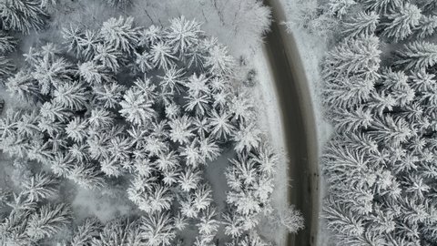 Aerial fly over a road with one moving car in winter spruce and pine forest. Trees are frozen and covered with snow.