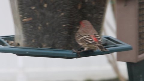 A male finch showing off his red plumage on his head, chest, and under his wings while eating some 100% black oil sunflower seeds at the bird feeder.  He's digging through and cracking the seeds open.