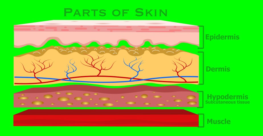 Human skin parts structure animation. Anatomy layers, separation. Clean diagram. Cross section. Dermis, epidermis, hypodermis, subcutaneous tissue, muscle.  Transparency green screen. Medical footage | Shutterstock HD Video #1068263306