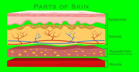 Human skin parts structure animation. Anatomy layers, separation. Clean diagram. Cross section. Dermis, epidermis, hypodermis, subcutaneous tissue, muscle.  Transparency green screen. Medical footage