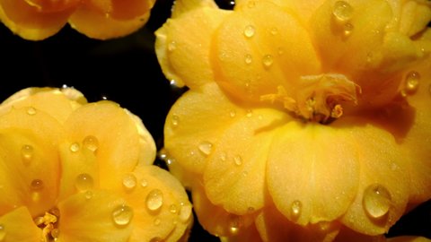 Flowers. Super macro close up of yellow flower petals on water with black background. Beautiful kalanchoe blossom flower heads floating high angle view.