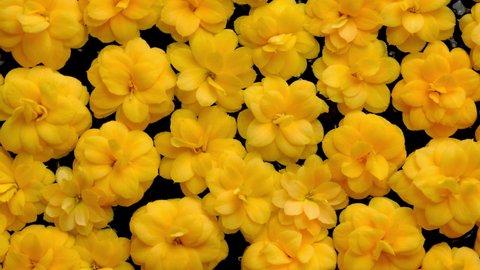 Flowers. Top view of yellow flowers on water background loop. Beautiful kalanchoe blossom flower heads floating. 