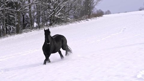 Friesian stallion running in winter field. Black Friesian horse runs gallop in winter.