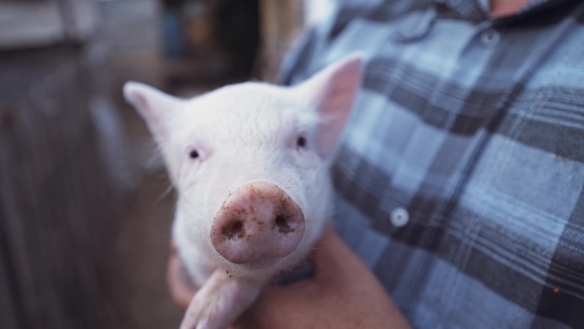 Farmer holding baby pig. Young pink piglet on hands. Pig farm worker. Cute piglet portrait. Close up eyes of swine in the farm. Animal husbandry. Royalty-Free Stock Footage #1068269741