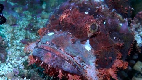 
Red Tasseled Scorpion Fish (Scorpaenopsis oxycephala) - Face Close Up - Philippines