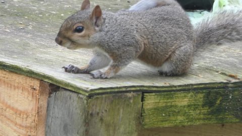 Grey squirrel sitting on a fence in UK 19 4K.mp4
