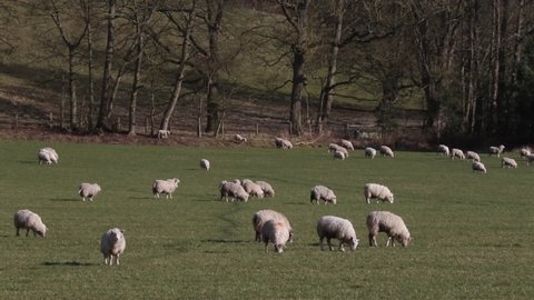 Sheep grazing in field. February. South Staffordshire. British Isles