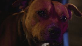 cute dog in neon lights