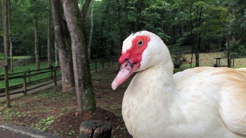 A White Muscovy Duck Sitting Alone On Old Wooden Fence In A Forest Park In Praia Horto, Brazil - Closeup Shot