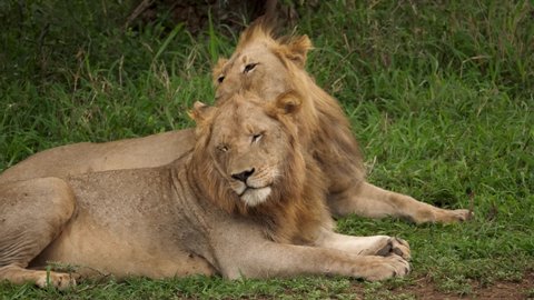 Big Lion Lying On Savannah Grass Stock Photo 161967581 | Shutterstock