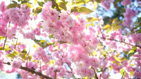 Flower park nature spring plant blooms sun tree