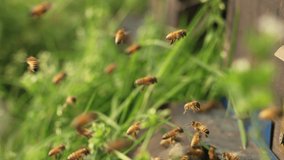120 fps slow motion 4k clip of swarm of honey bees flying in spring field around beehive in the sunshine