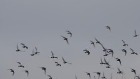 Zoom shot flock of doves flying in the sky. Super slow motion HD