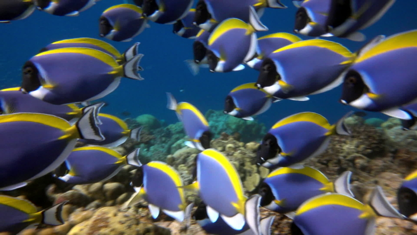 School of beautiful blue fish on background red corals underwater in sea of Maldives. Scuba diving in world of colorful beautiful wildlife of reefs. Inhabitants in search of food. Slow motion shot. Royalty-Free Stock Footage #1068283454