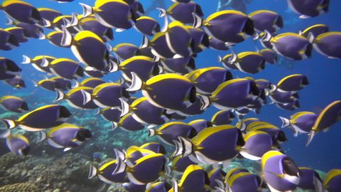 School of beautiful blue fish on background red corals underwater in sea of Maldives. Scuba diving in world of colorful beautiful wildlife of reefs. Inhabitants in search of food. Slow motion shot.