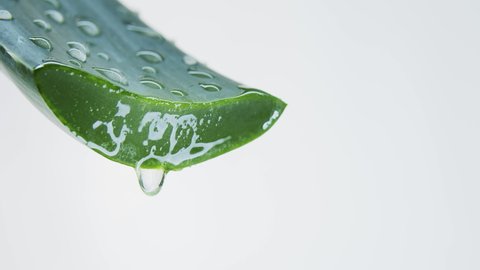 Aloe vera leaf close-up on white background. Aloe Vera juice drips from the leaf. Water droplets on plant. Concept for natural cosmetics for skin care. Getting an extract from leaves of aloe vera.