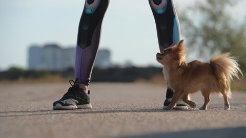 obedience leisure activity of little chihuahua dog running between female legs in sneakers during outdoor training tricks with noise artifacts