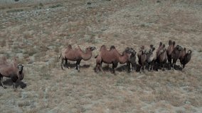 Bactrian Camel in the Gobi desert, Mongolia. A herd of Animals on the pasture. ungraded video