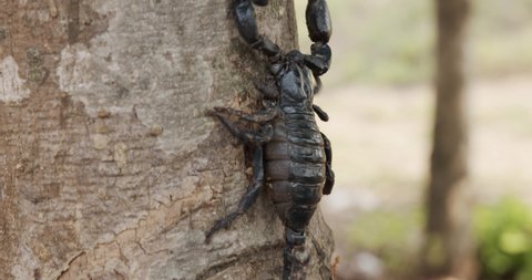 Black scorpion Walking on the tree, Front view 4k braw.