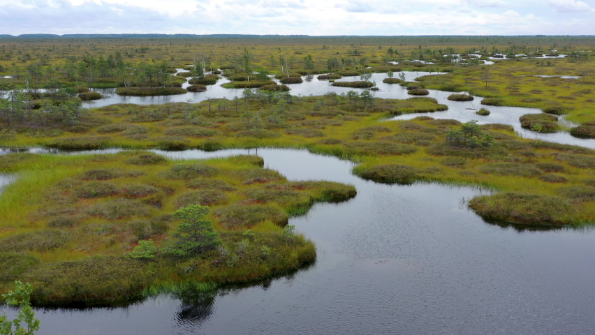 Top view of the marshy landscape. Flying over picturesque landscape. View of a remote bog and forest on a sunny day.