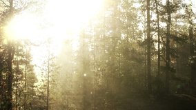 Video of Mystical forest landscape - Powered by Shutterstock - Get 15% off with code: PIKWIZARD15