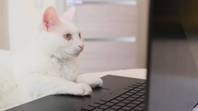 White cat with green eyes looks at a laptop monitor while lying on a sofa. Cute funny pet. Creative home work concept, video for cats. Copy space, light background.