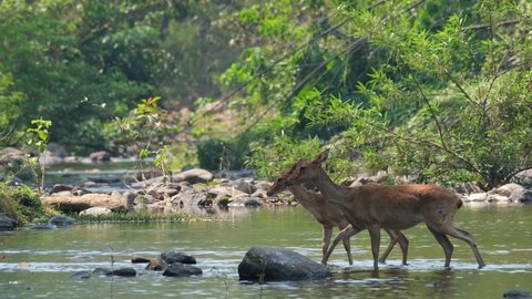 Eld's Deer, Panolia eldii, 4K Footage of two individual deer crossing the stream, from right to the left at Huai Kha Kaeng Wildlife Sanctuary, Thailand.