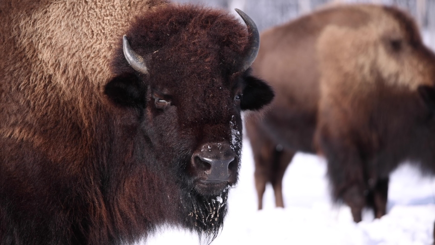 bison looks at you and chew and breathes slomo sunny winter day epic power