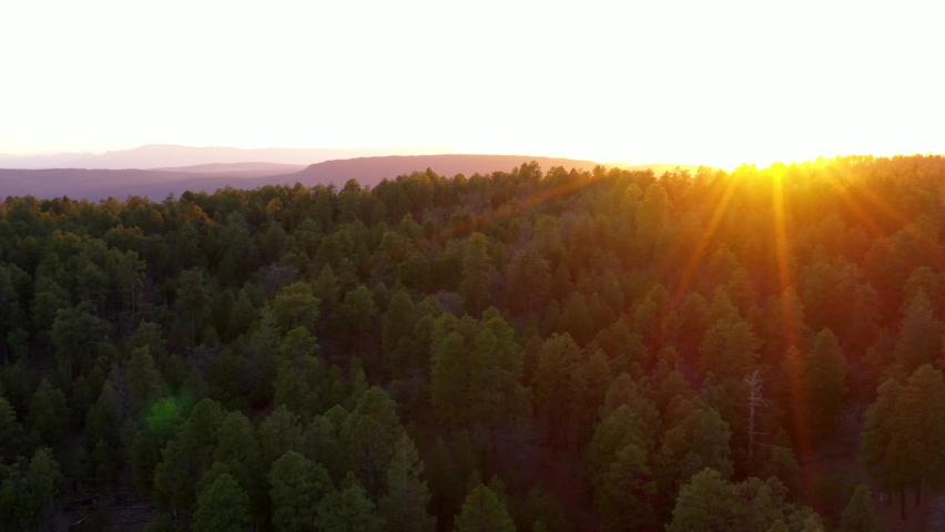 Forest on Mogollon Rim near Payson Arizona at Sunset
