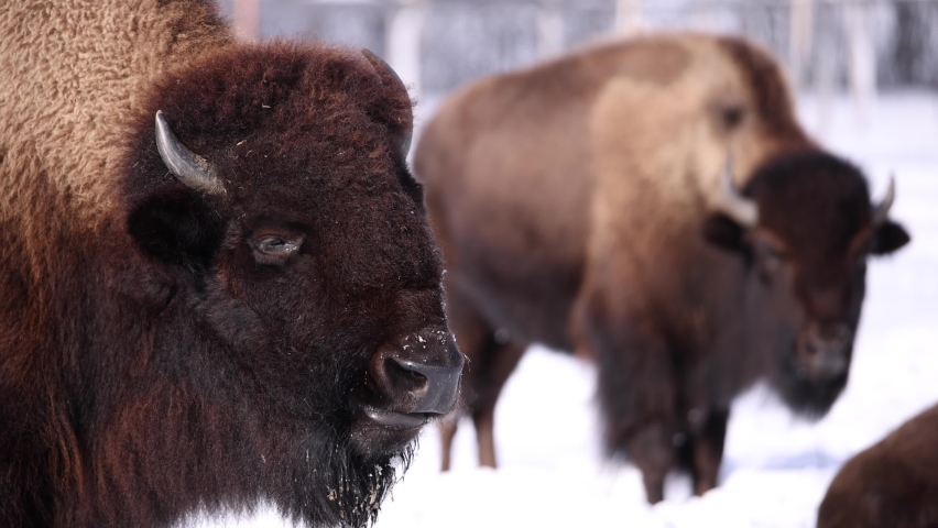 bison chewing breathing with other in background Royalty-Free Stock Footage #1068294884
