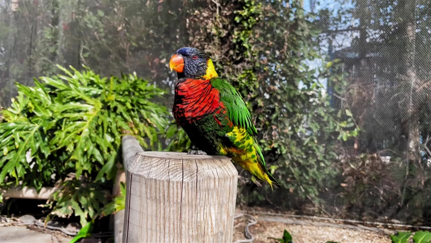 A beautiful shot of a Rainbow Lorikeet at the Aquarium of the Pacific in Long Beach Ca.