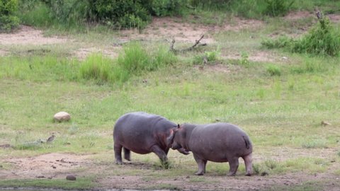 Two young hippos learn about dominance and submission in Kruger NP