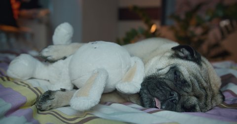 Cute pug dog sleep with a toy at night. Cozy bedroom at home. Sleep sweet like a baby. Portrait, close up. Night, late evening, cozy lamp lights