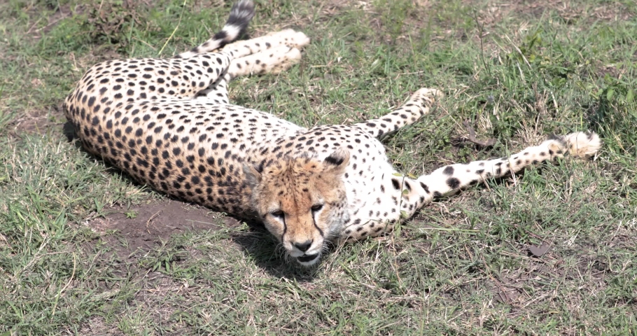 Cheetah female resting on a grassy patch in Kenya after hunting run, close up shot