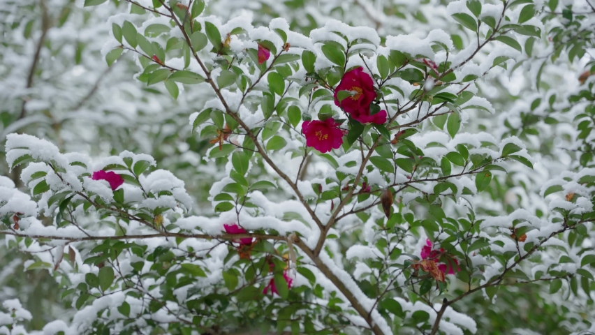 Snow Flower v РєР»РёРї