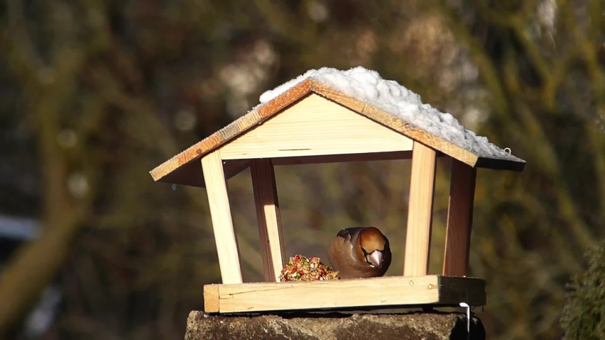 Alert and beautiful hawfinch crushing bird seeds in a bird feeder, and flying away.