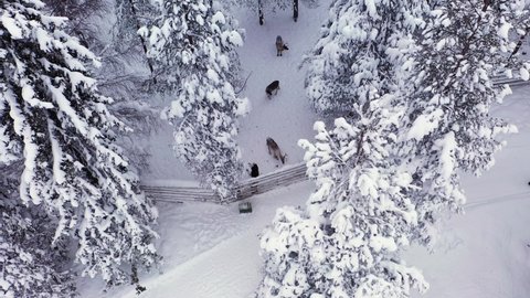 Aerial drone view overlooking Reindeers inside a fence, winter, in Lapland - Rangifer tarandus