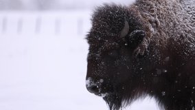 bison surviving in cold snowstorm - Powered by Shutterstock - Get 15% off with code: PIKWIZARD15