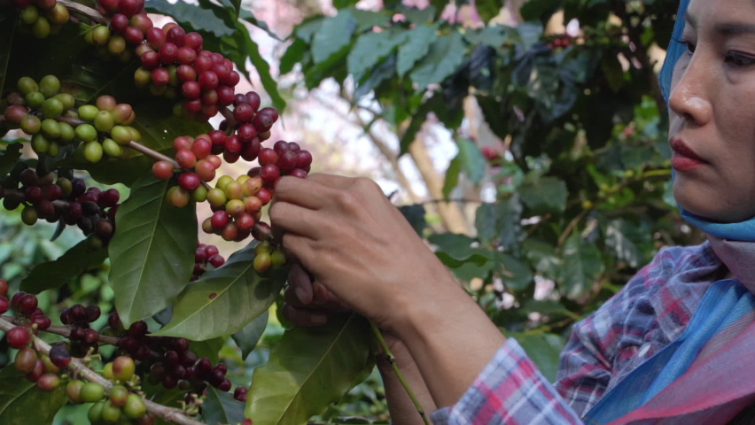 Close up of,Farmers are collecting Arabica coffee beans that are ripe on the plant,red berry branch, industry agriculture on tree in North of thailand