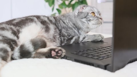 A black and gray striped Scottish fold cat with yellow eyes looks at a laptop monitor while lying on a sofa. Cute funny pet. Creative home work concept, video for cats. Copy space, light background.	